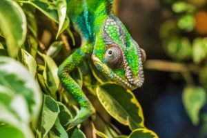 PepperStorm Media - copywriter chameleon
